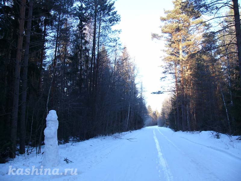 Дорога в лесу и её охранник, фотография Евгении Кашиной