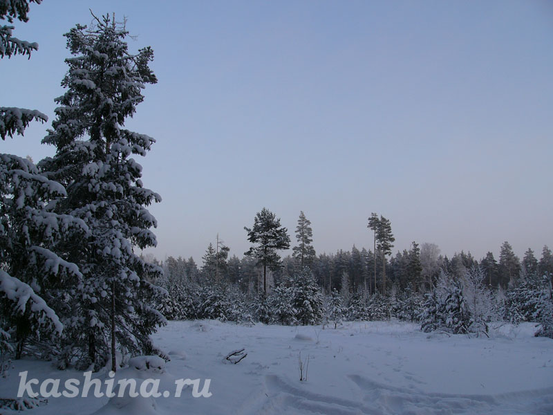 Заснеженный лес, фотография Евгении Кашиной