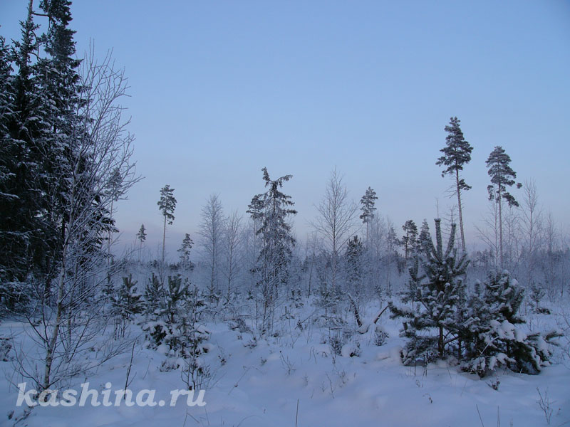 Поляна в зимнем лесу, фотография Евгении Кашиной