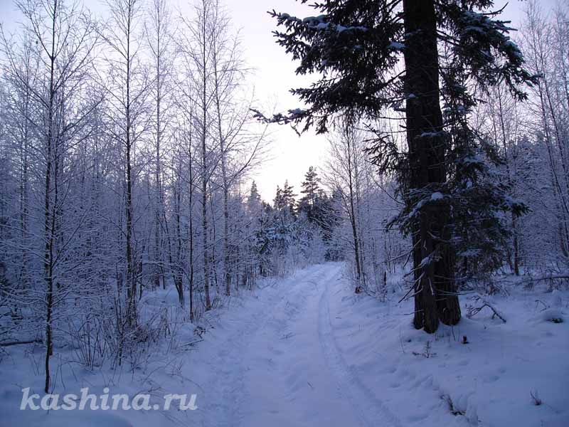 Сумерки в зимнем лесу, фотография Евгении Кашиной