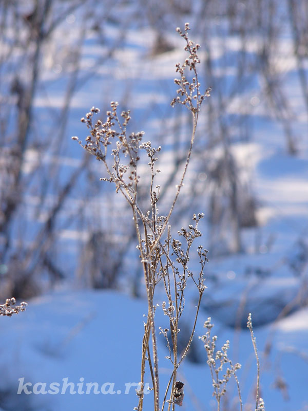 Замёрзшая травка,  фотография Евгении Кашиной