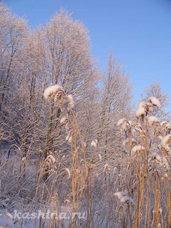 Заснеженный тростник,  фотография Евгении Кашиной