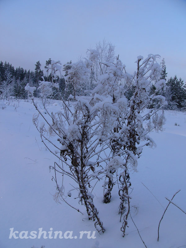 Замёрзшая травка,  фотография Евгении Кашиной
