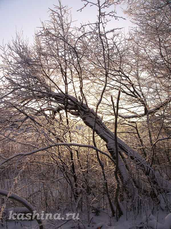 Морозное утро на озере Мстино, фотография Евгении Кашиной